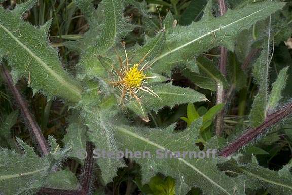 centaurea benedicta 1 graphic